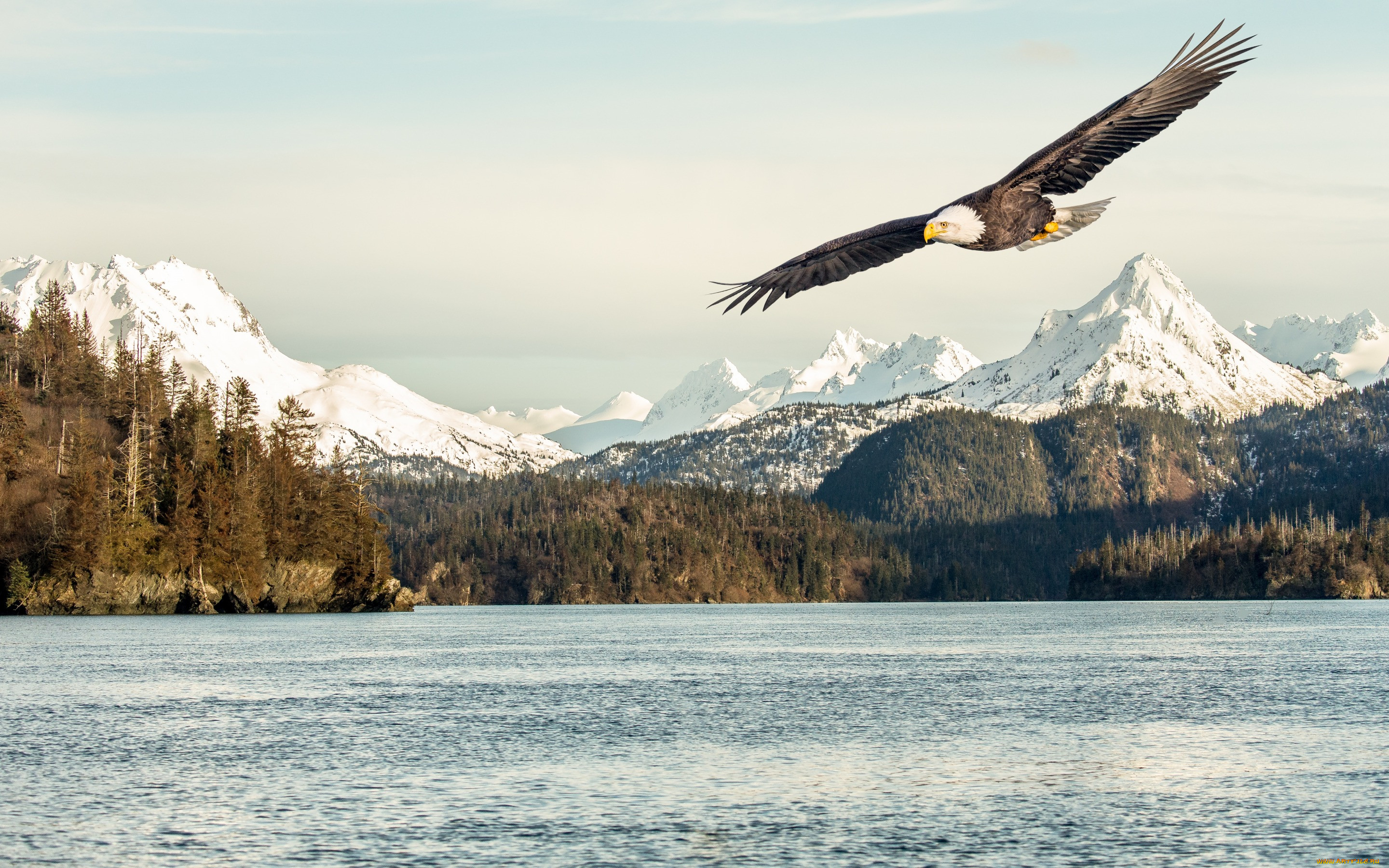 ,  - , snow, bird, flying, flight, sea, mountains, sunlight, bald, eagle